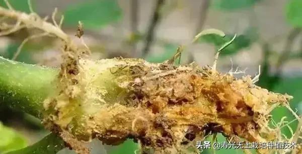 蔬菜盆栽烂根怎么办,蔬菜烂根枯萎的最佳治疗方法