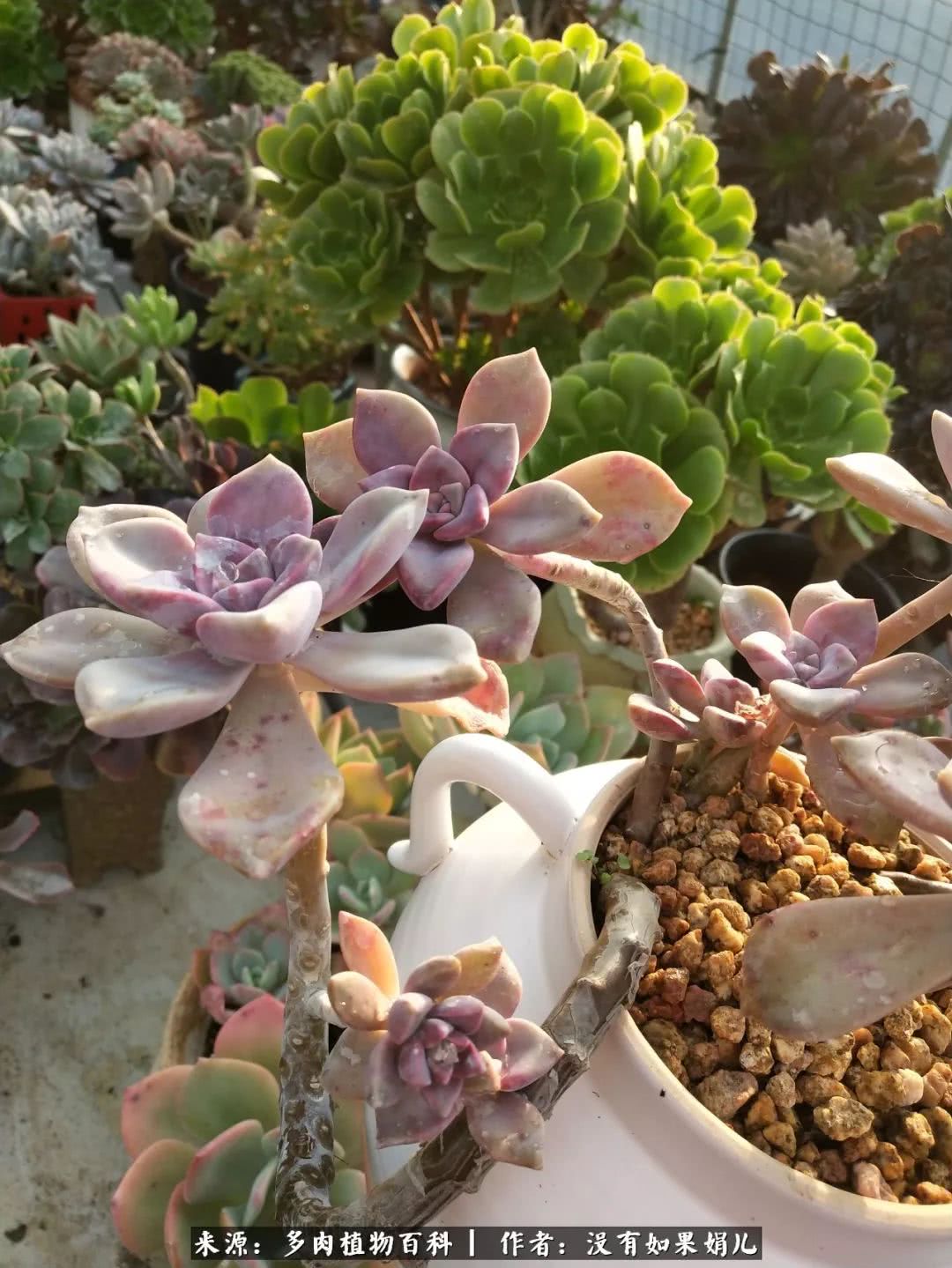 明人不说暗话，我为多肉而来！