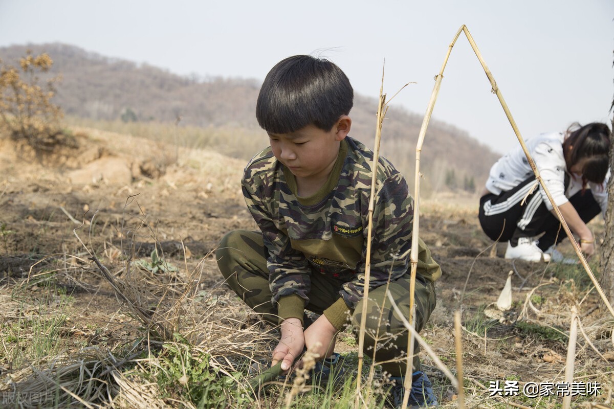 挖荠菜样子,荠菜幼苗怎样分辨