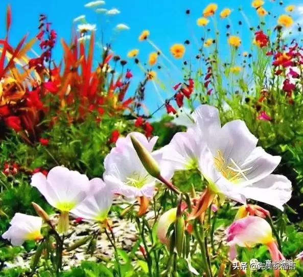 《老有老的骄傲》,送给群里的朋友