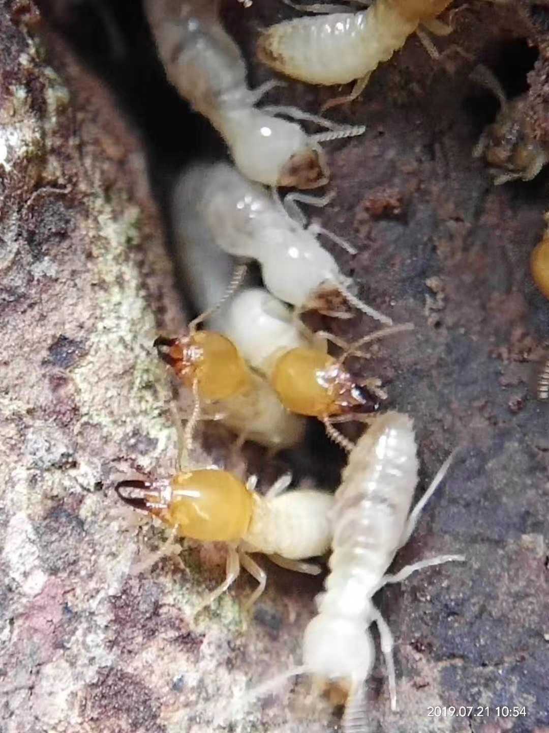 贵阳市靠谱正规杀虫灭鼠公司,重庆专业灭鼠灭蟑螂杀虫