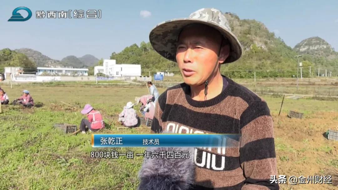 「财富故事」安龙:5000亩白及喜获丰收亩产达6000斤