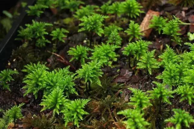 苔藓植物怎么养护,苔藓怎么养才是最好的