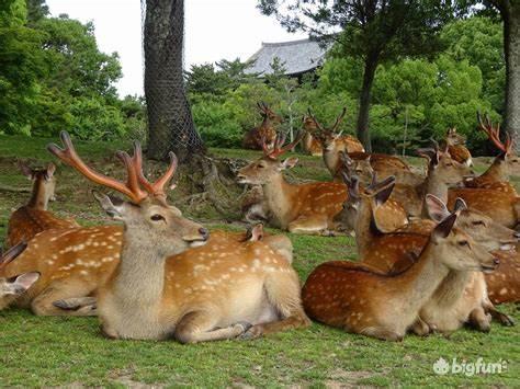 对马岛之魂神级护符,对马岛之魂最强护符搭配
