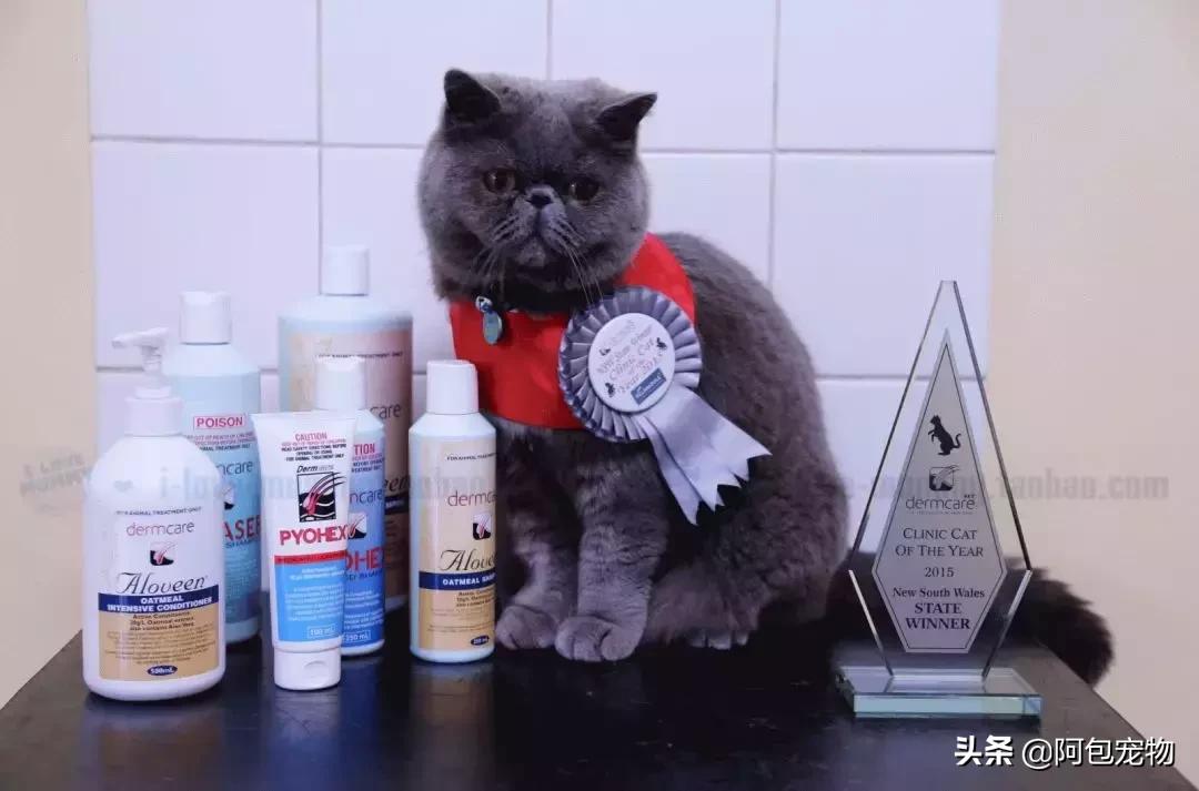 主子生病了怎么办,主子得猫癣了该用什么药