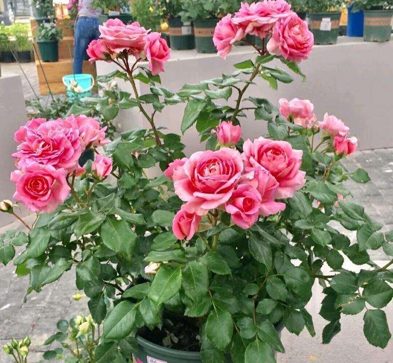 月季苗怎么养壮？记住“2点”，一年长成大盆栽，开花数量多10倍