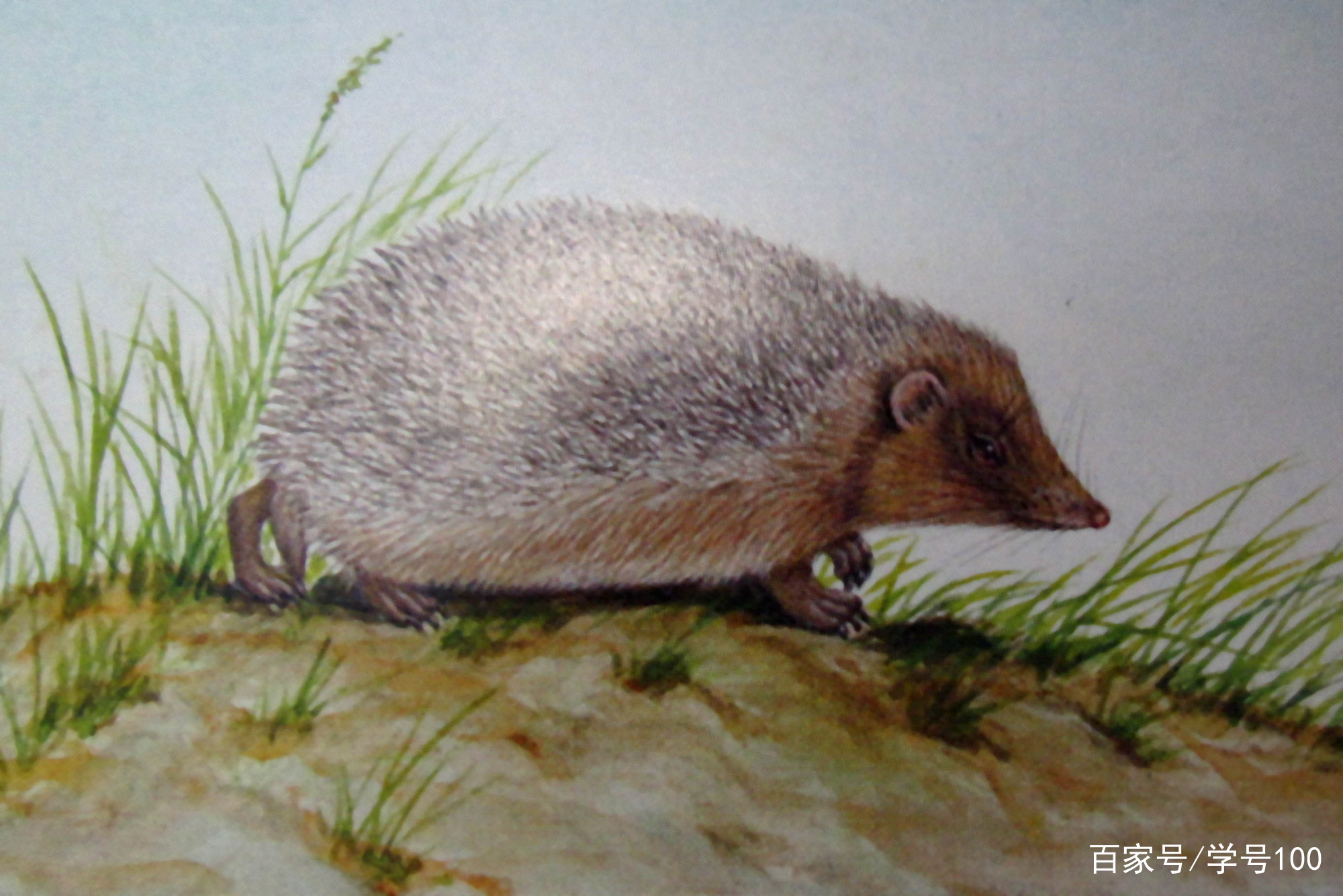 中国有可爱的刺猬吗,世界上真正的刺猬