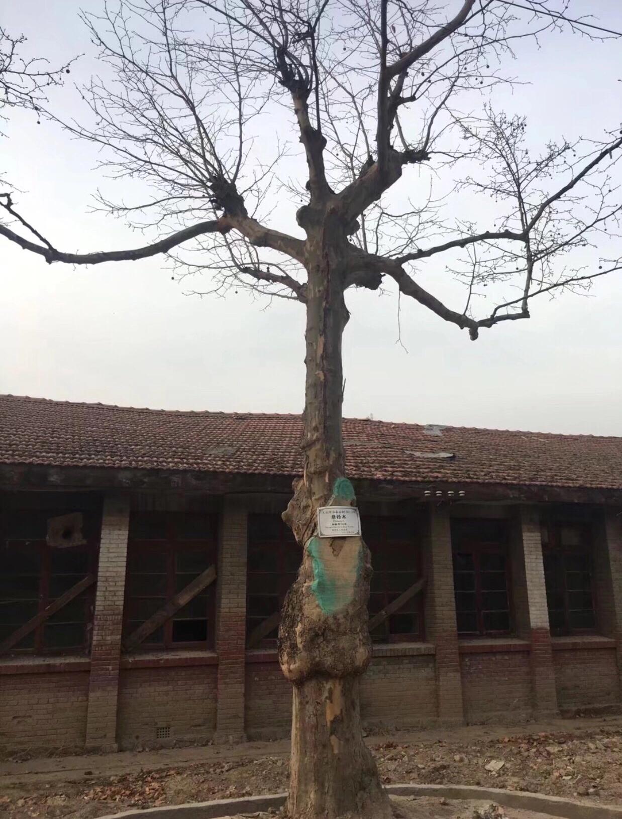 西北第一枪贺丰小说,西北第一枪厂介绍