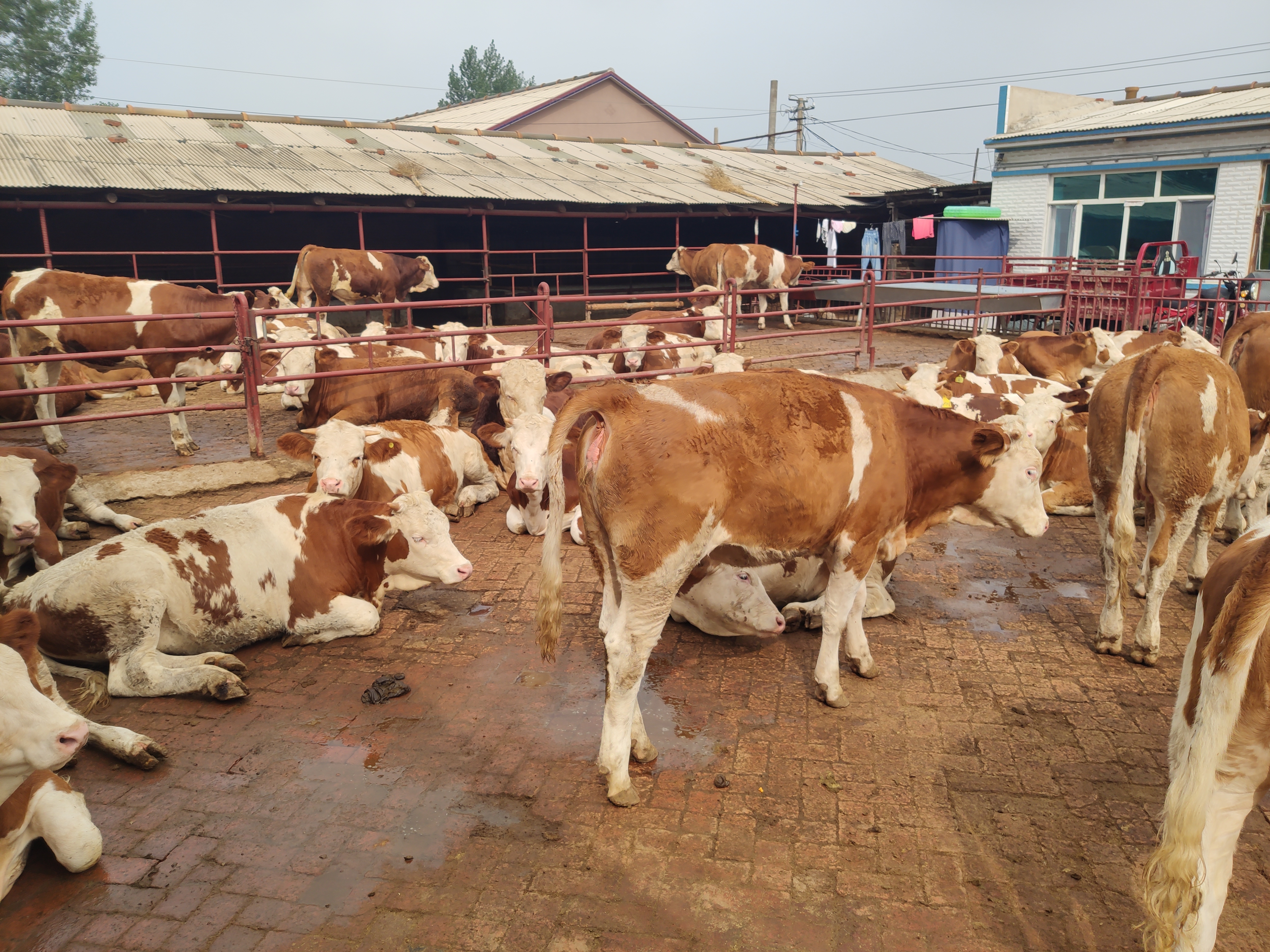 为什么这两年养牛越来越难挣钱,养牛暴跌养牛人该何去何从