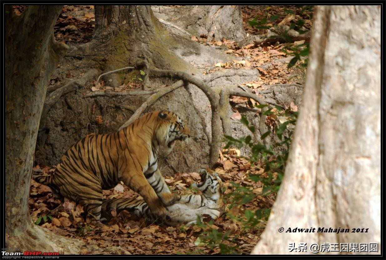 巴梅拉雄虎,传奇虎王战斗视频
