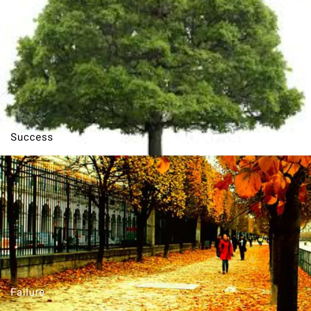 法国梧桐树转世(中英双语)