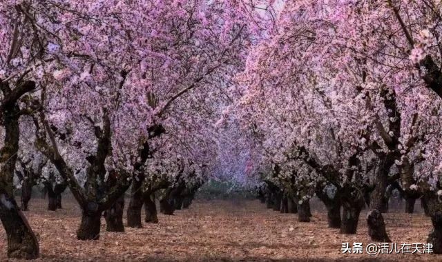 大“疫”灭清，天津2020赏花地图上线！