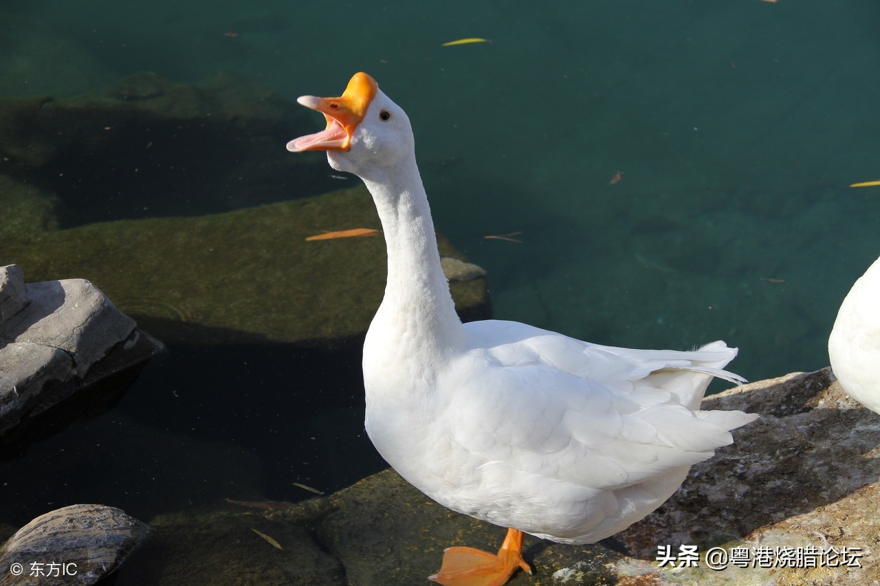 烧鹅技术配方教学广东,港式烧鹅制作全过程