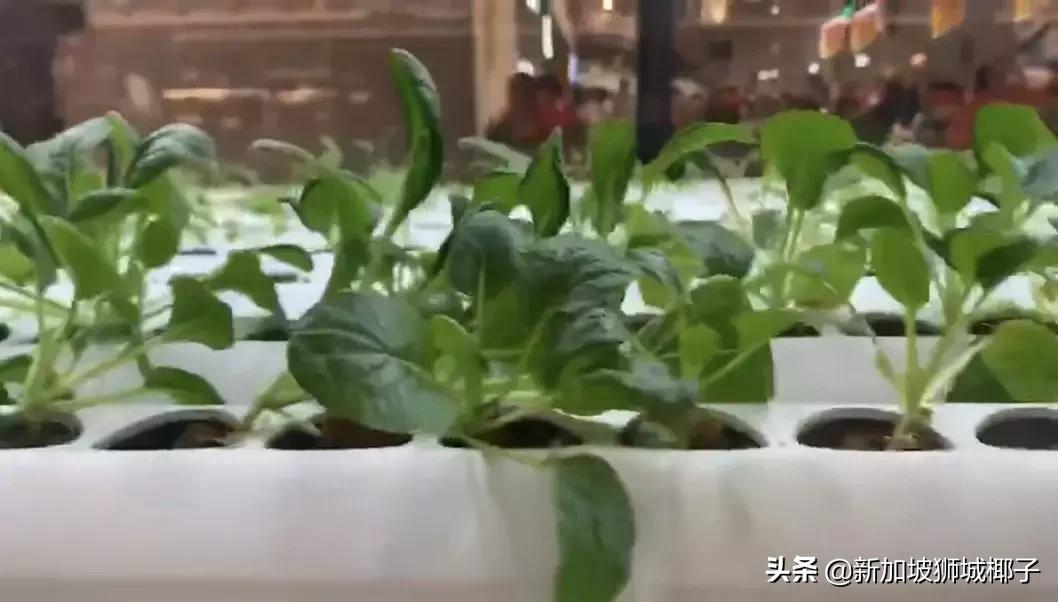 新加坡超市卖的一种糖,新加坡奇葩的东西