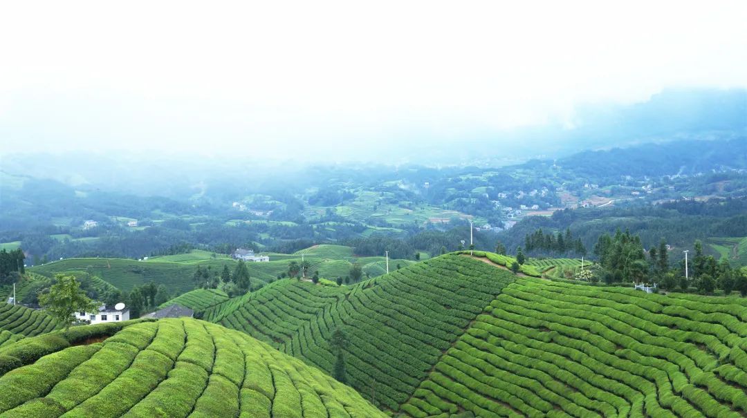 毛峰茶鹤峰茶,鹤峰茶明前茶
