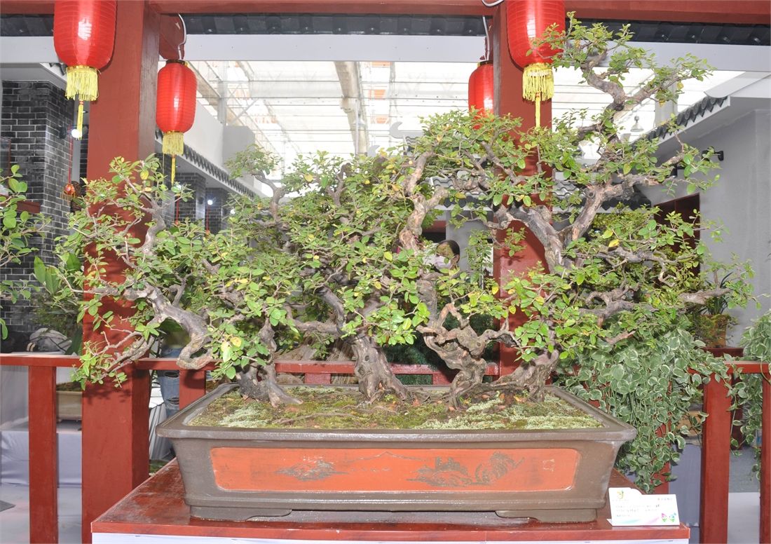 雀梅盆景养护的7大技巧方法,有关雀梅盆景养护知识