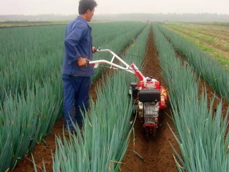 大葱葱白腐烂、死亡，是葱小菌核病在作怪，对症下药，轻松解决