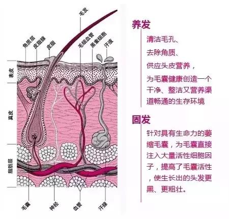 头皮清洁和头皮理疗的区别,头皮护理的意义是什么