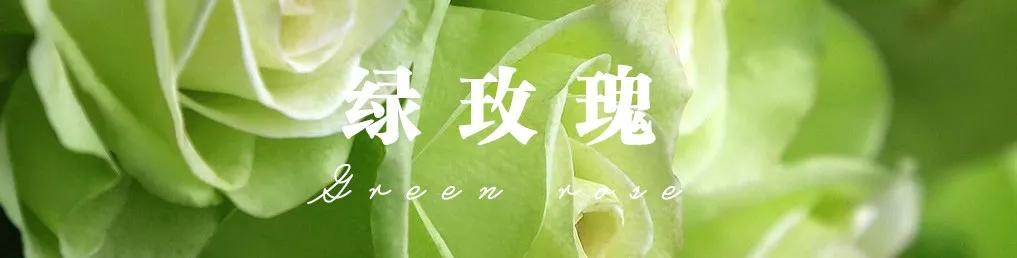 花店必备的5款玫瑰,鲜花图鉴一次性认识30种玫瑰花