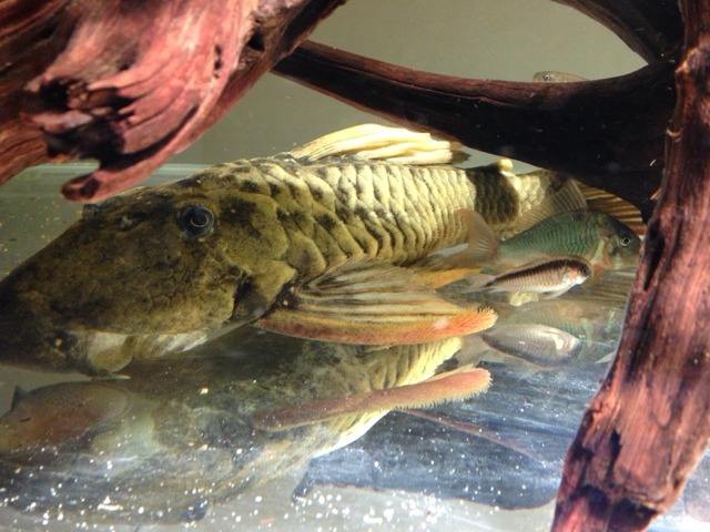 老百姓养得起的观赏鱼,皮实好养的本土观赏鱼有哪些