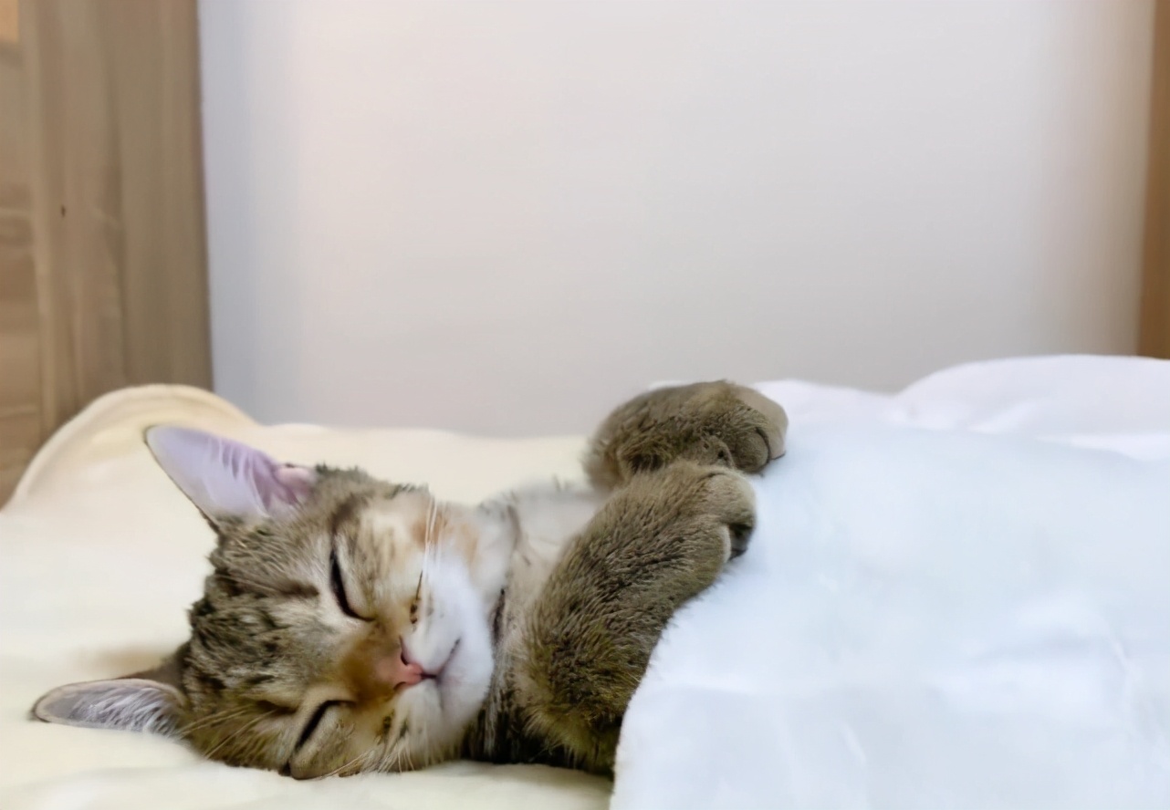 怎么清除宠物的浮毛地板,如何去除屋子里的宠物毛发