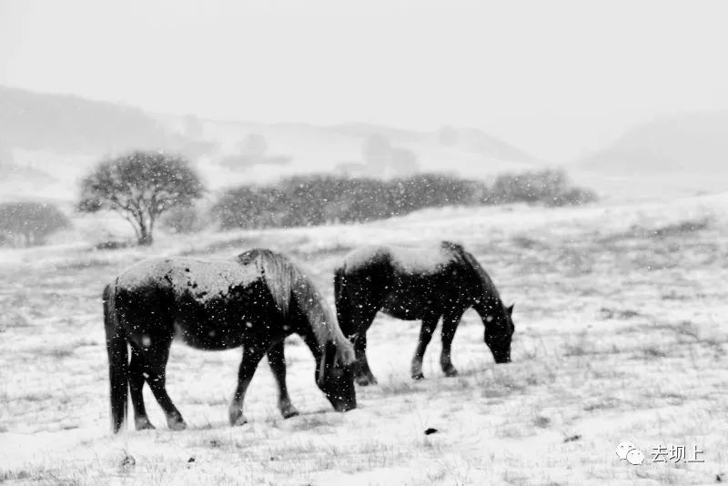 坝上摄影攻略,坝上夏季摄影
