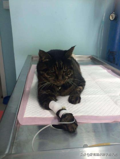 猫咪呕吐如何判断是猫粮有问题,猫咪呕吐如何确定是猫粮问题