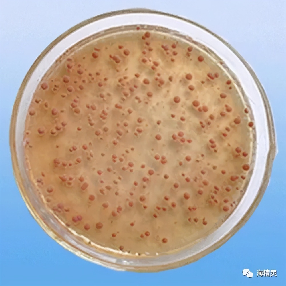 硝化细菌深入研究的九大误区,硝化细菌到底如何选择