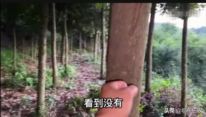 种正宗金丝楠木树几年可收获,乡村金丝楠木树