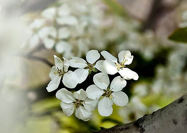李花的唯美诗句,李花诗词大全100首