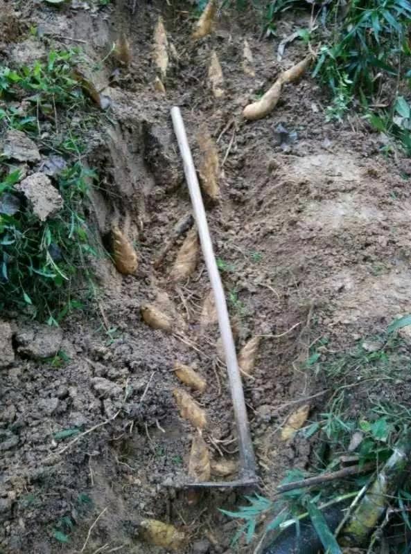 怎样晒茄子,怎样晒笋干好吃