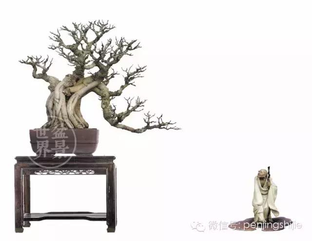 榕树罗汉松风水树,什么形状的榕树盆景好