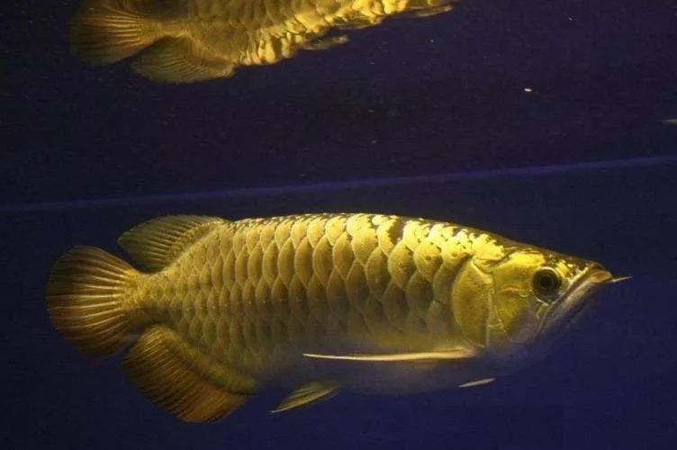 世界十大凶猛淡水鱼类,顶级淡水鱼类
