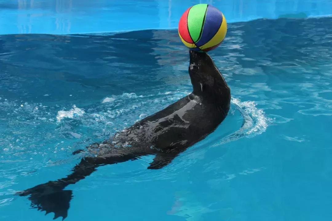 南通森林野生动物世界好玩吗,南通森林野生动物园门票团购