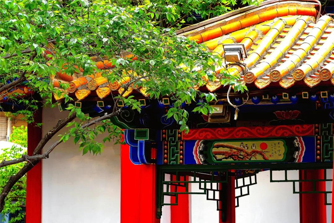 宁夏银川街心公园,银川兴庆区宁园门票多少