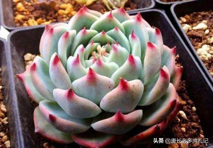 多肉吉娃娃的花语,吉娃娃多肉的寓意及花语图片