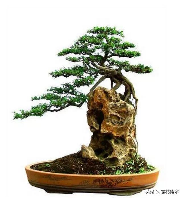 盆景制作技法与鉴赏教案,盆景制作与欣赏文章