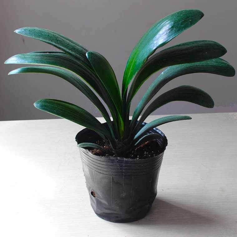 君子兰秋天怎样施肥怎样管理,君子兰浇水干透浇透是否正确