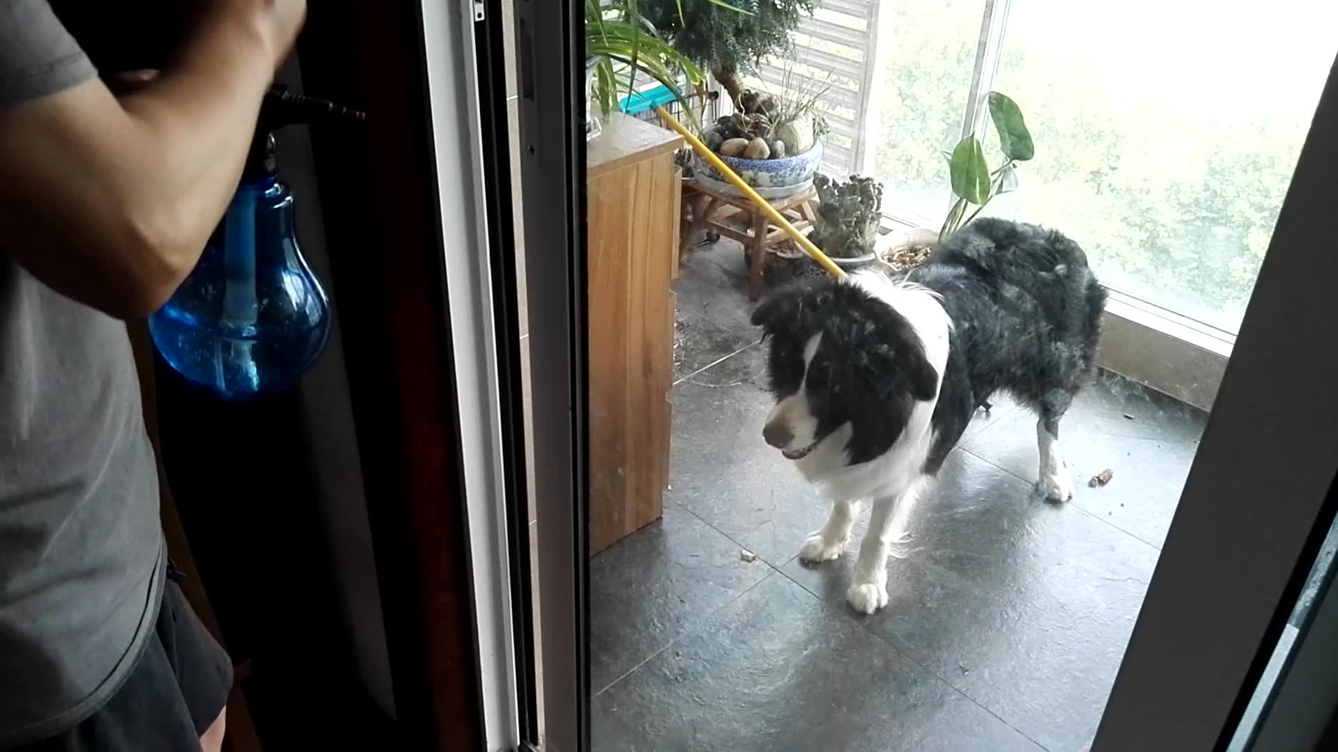 边境牧羊犬为什么难饲养,边境牧羊犬为什么很少有人养