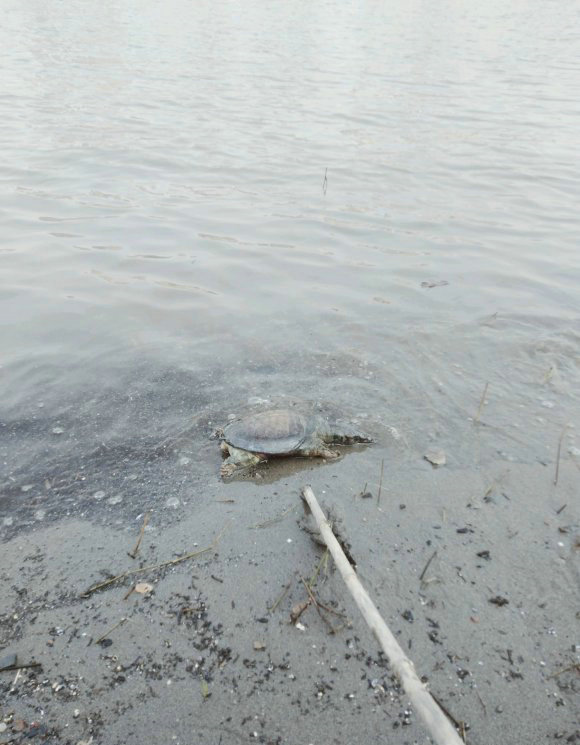甲鱼被晒死,甲鱼在河里会冻死吗