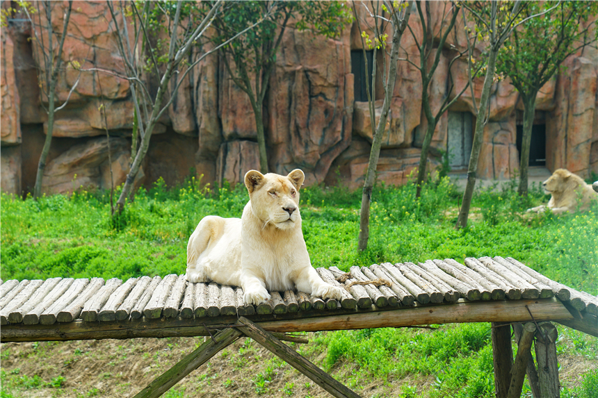 我和宿州有个约会，一场花事，一次慢旅行，探寻最烟火的宿州味道