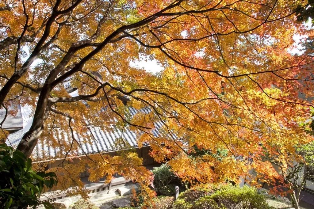 在日本坐火车是什么感觉,在日本坐火车是什么体验