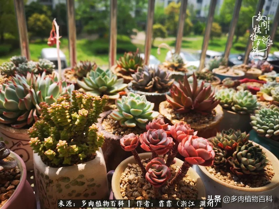 包邮区多肉度夏养护心得,阳台党养多肉怎么度夏