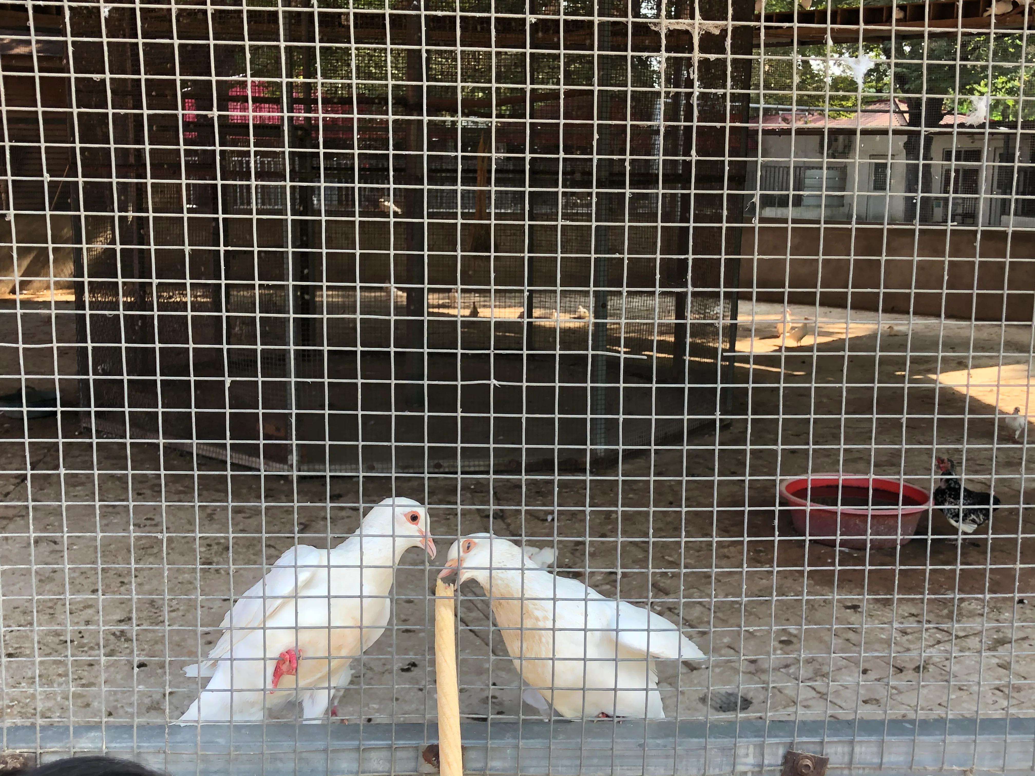 平顶山河滨公园旅游攻略,平顶山森林公园游记