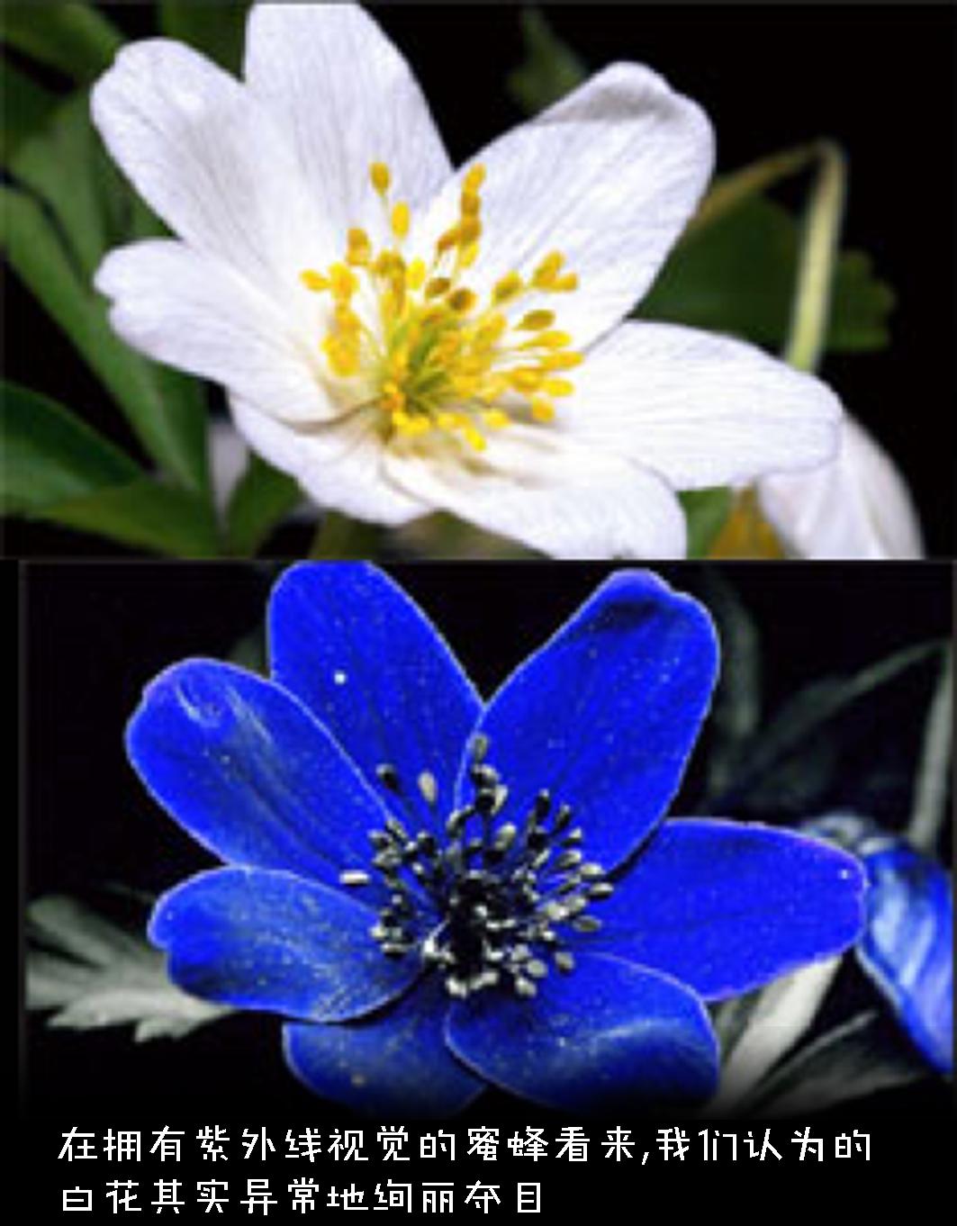 色盲悖论是什么，如何解释才能不留BUG？带你深入认识色盲