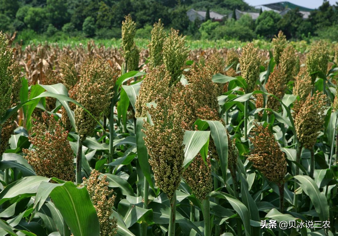 高粱种植技术和方法,高粱的正确播种方法