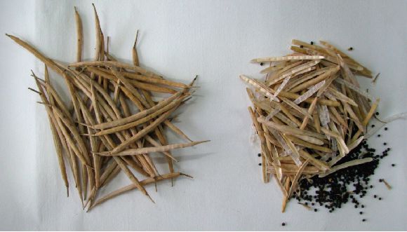 菜籽油是凉性的吗,菜籽油健康食用油