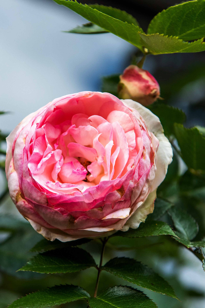 丽江旅游住哪个客栈比较好一点,丽江民宿客栈推荐便宜五天四晚