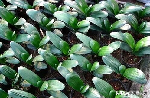 君子兰的种子培育方法和注意事项,君子兰水培和土培哪种成活率高