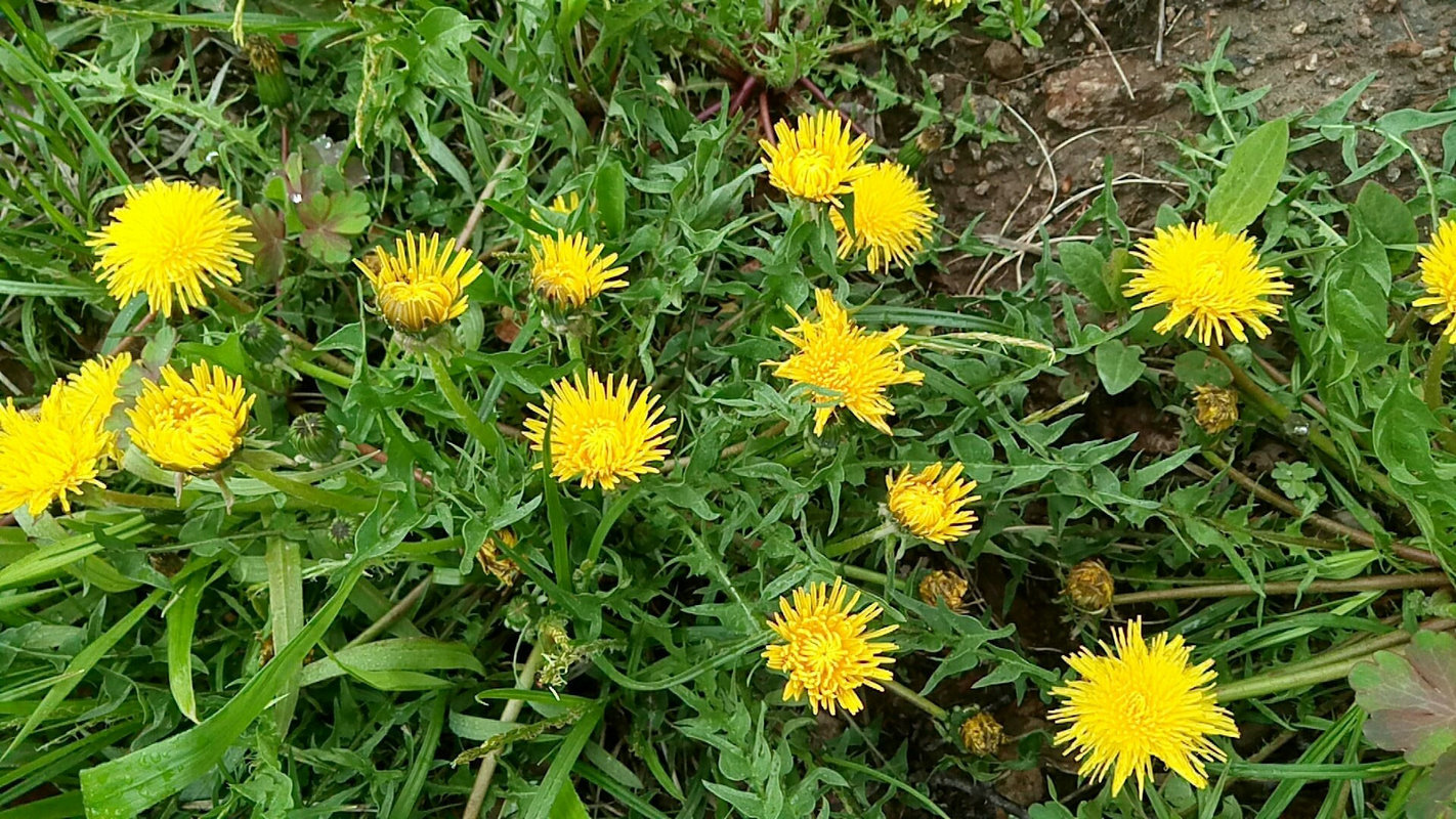 自制蒲公英茶是老的好还是嫩的好,自制蒲公英茶和买的有什么区别